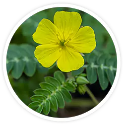 tribulus-terrestris-ingredients