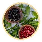 Acai Berry