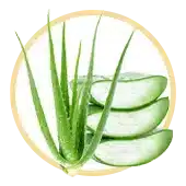 Aloès