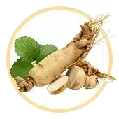 Amerikanischer Ginseng