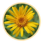 Arnica