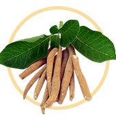 Extrait de racine d'Ashwagandha