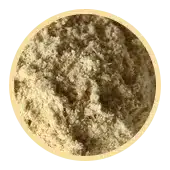 Astragalus