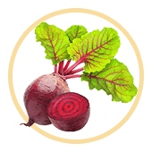 Beetroot