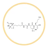 Biotinoyl Tripeptide-1