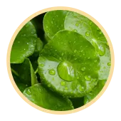 Centella Asiatica Extract