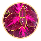 Coleus Forskholii