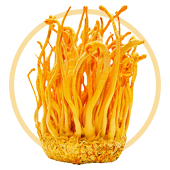 Cordyceps Mushroom