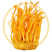Hongo cordyceps