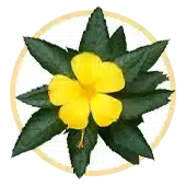 Damiana Leaf