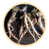 Dandelion Root