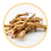 Raíz de diente de león