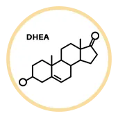 DHEA