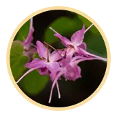 Epimedium