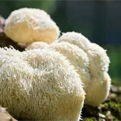 Erinacines