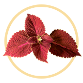 forskolina