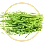 Grüne Gräser
