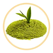 Té verde