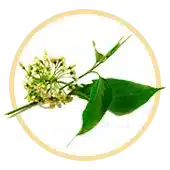 Gymnema