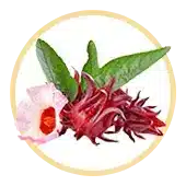 Hibiskus Sabdariffa