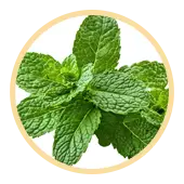 Holy Basil
