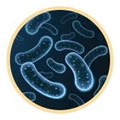 Ferment de Lactobacillus