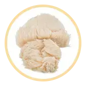 Organic Lion's Mane Extract (Fruiting Body)