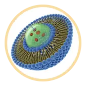 Liposomal Delivery