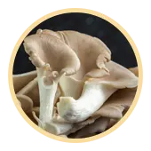 Maitake