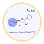 Nicotinamide Mononucleotide (NMN)