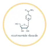 Nicotinamide Riboside (NR)