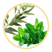 Peppermint & Eucalyptus