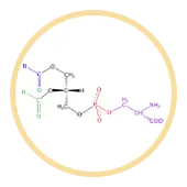 Phosphatidylserine
