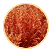 Red Marine Algae (Lithothamnion calcareum)