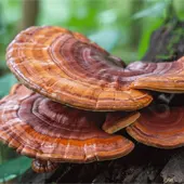 Reishi Mushroom