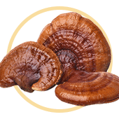 Reishi Mushrooms