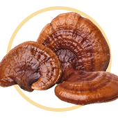 Hongos Reishi