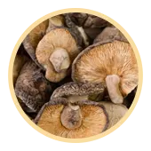 Shiitake