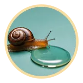 Snail Secretion Filtrate