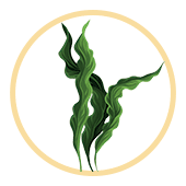 Spiruline