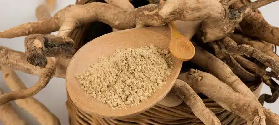 Tongkat ali extract powder supplier Yangge Biotech Tongkat ali extract powder supplier Yangge Biotech