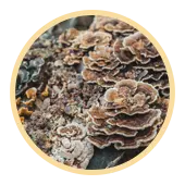 Turkey Tail