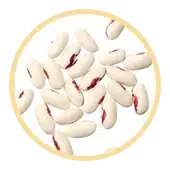 White Kidney Bean Extract (Phaseolus vulgaris)