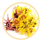 Witch Hazel